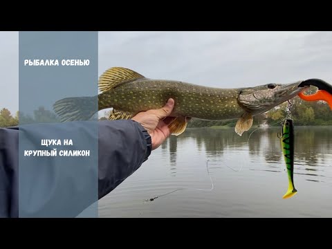 Видео: Что ловится на крупный силикон с берега | Осенняя рыбалка на щуку 