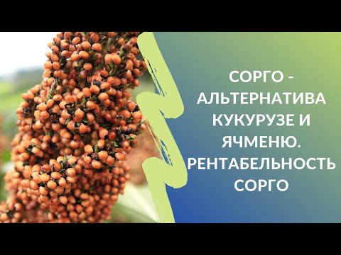 Видео: Сорго - альтернатива кукурузе и ячменю. Рентабельность сорго