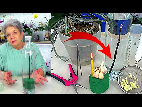 Видео: ВЫРАСТИТЬ НОВУЮ ОРХИДЕЮ за 3 недели на срезанном цветоносе! Это реально?