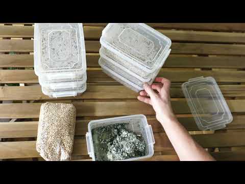 Видео: #54. Выращивание триходермы Trichoderma harzianum на перловой крупе.