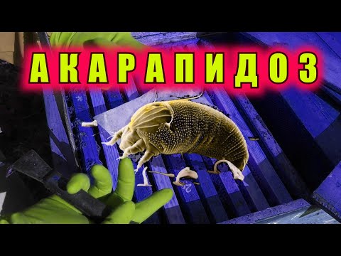 Видео: АКАРАПИДОЗ (ТРАХЕЙНЫЙ КЛЕЩ). СИМПТОМЫ, ЛЕЧЕНИЕ.