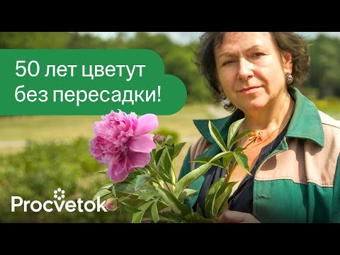 Видео: ДЕСЯТИЛЕТИЯМИ ПЫШНО ЦВЕТУТ БЕЗ ПЕРЕСАДОК: 10 самых долгоживущих цветов для вашего сада