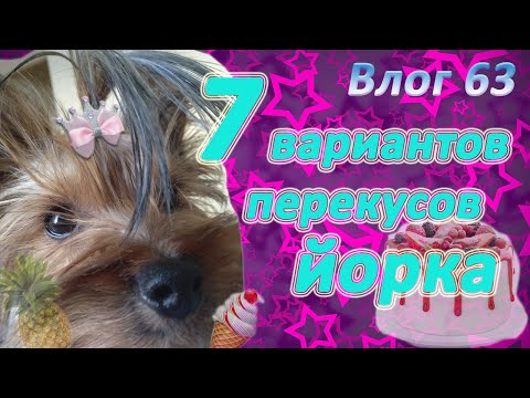 Видео: Перекусы для йорка. 7 вариантов для Николь. Полезное питание йорка.