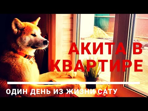 Видео: АКИТА в квартире. Двушка/однушка. Один день из жизни Сату.