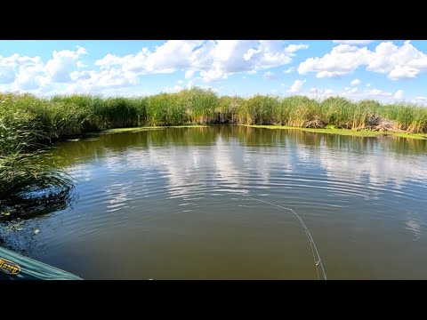 Видео: ЧТО НЕ ЗАБРОС - ТАК ПОКЛЕВКА! ЛУЧШАЯ РАСЦВЕТКА ВЕРТУШКИ! РЫБАЛКА НА ХИЩНИКА