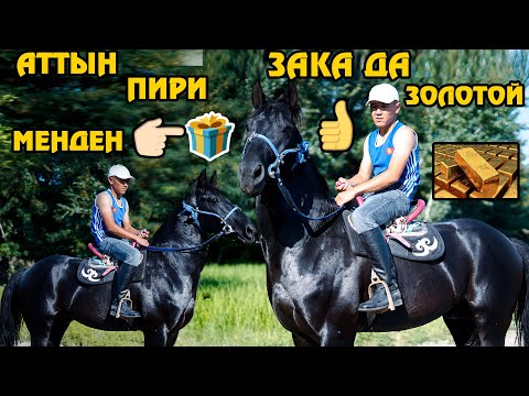 Видео: АТТЫН ЗОЛОТОЙУ 🤩 ЗАКА га КЕлди😯👏🏻