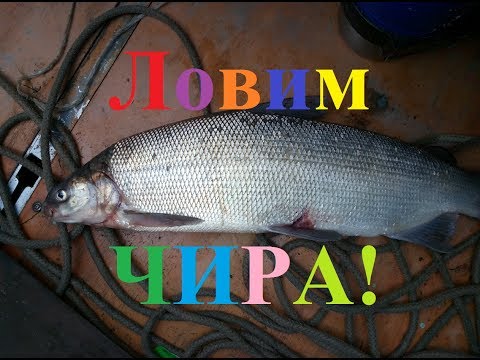 Видео: Ловим рыбу чир! Рыбалка в Якутии Yakutia!