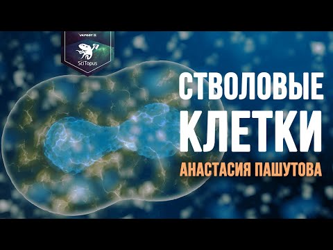 Видео: Стволовые клетки. Анастасия Пашутова. Лекторий SciTopus