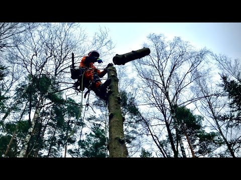 Видео: А мы на даче стволы фигачим. Часть 1.  Арбористы в деле! Работает Wolfa. 🤟