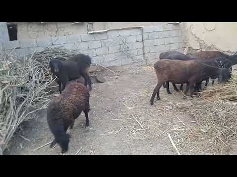 Видео: Стоп фурухта шуданд.чилдухтарон рафтан