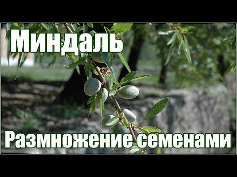 Видео: Миндаль обыкновенный сладкий - размножение семенами - посадка семян на рассаду