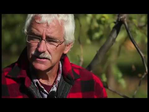 Видео: Пермакультурный  сад  Собковиака  01