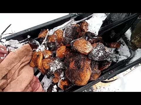 Видео: Заработок в лесу. Сбор чаги, как основной источник дохода!!