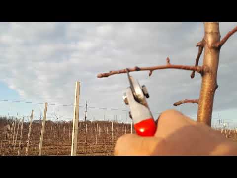 Видео: Обрізка яблуні , або боротьба з перегрузом. Чемпіон Рено на підщепі  М9