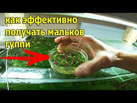 Видео: Гуппи - дикий метод получения малька