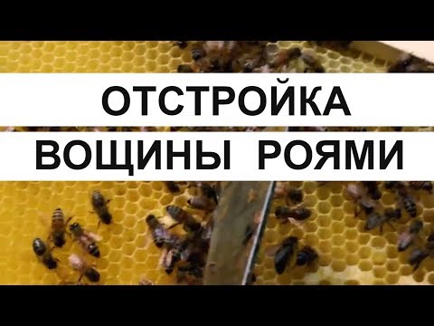 Видео: Пасека #25 Как рои тянут вощину - ОТСТРОЙКА ВОЩИНЫ РОЯМИ. Пасека. Пчеловодство.