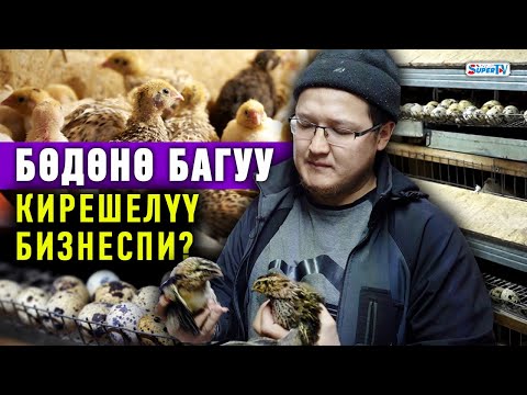 Видео: Бишкектин четинде 5 миң бөдөнө баккан Абдулбасид