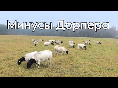 Видео: Минусы породы Дорпер