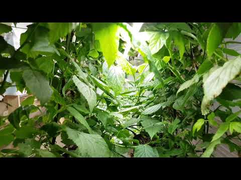 Видео: 20 дней после запуска. На малине появилась ягода! Полив клубники с 2х бочек.