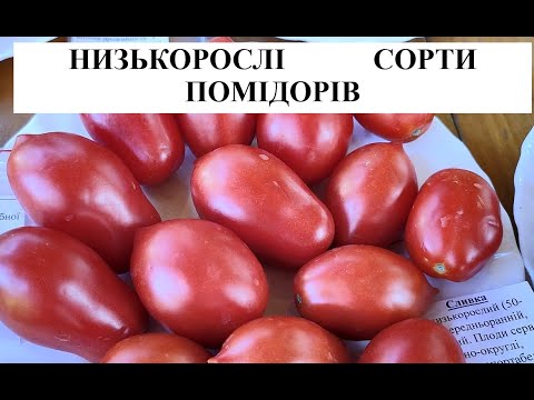 Видео: НИЗЬКОРОСЛІ СЕРЕДНЬОРАННІ СОРТИ ПОМІДОРІВ,  ЯКІ МИ ВИРОЩУЄМО