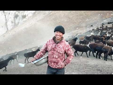 Видео: ку́йга тузбериш жароёни
