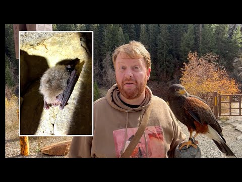 Видео: Ястреб Харриса посещает пещеру летучих мышей