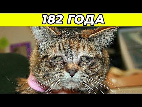 Видео: 10 Самых Старых Котов в Мире