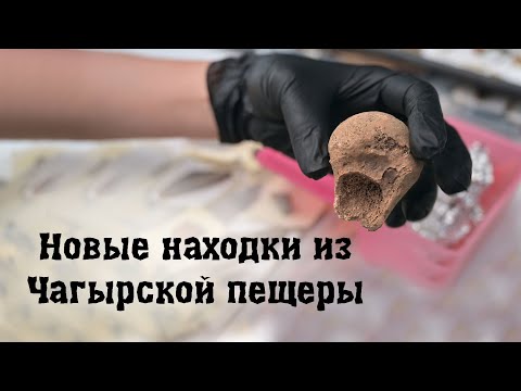 Видео: Новые находки из Чагырской пещеры. Сезон 2024