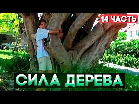 Видео: Получил Силу Дерева. Никс гуляет по Майами | Nix 100.000 Шагов