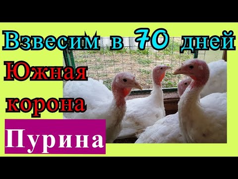 Видео: Индейка 70 суток. Хайбрид-Конвертер и БИГ - 6. Южная корона и Пурина. Веса и выгульное содержание