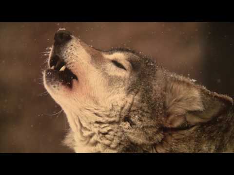 Видео: Охотничьи истории. Сезон 1. Охота на боровую дичь в Вологде (1 серия)