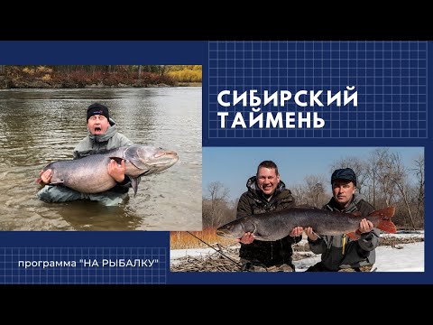 Видео: Сибирский таймень