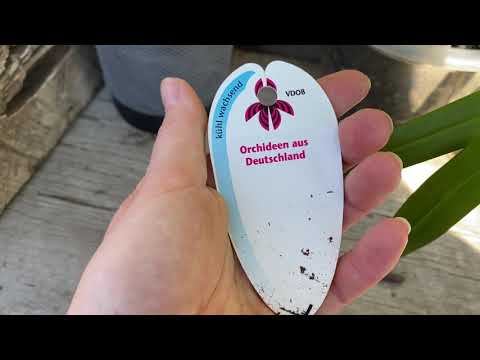 Видео: Весна на улице ))) Cymbidium пошли гулять )))