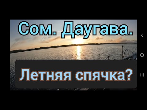 Видео: Сом Даугава.  Летняя спячка!?