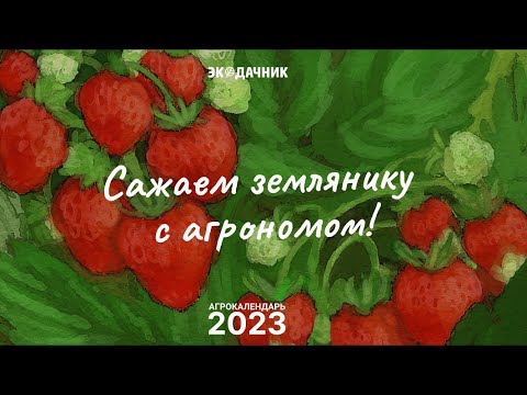 Видео: Стратифицируем и сеем землянику Руяну по советам агронома