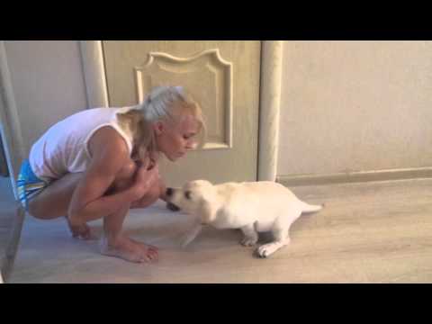 Видео: Лабрадор 2,5 месяца домашние игры