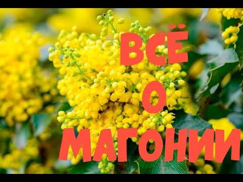 Видео: О магонии падуболистной в вашем саду и в дикой природе