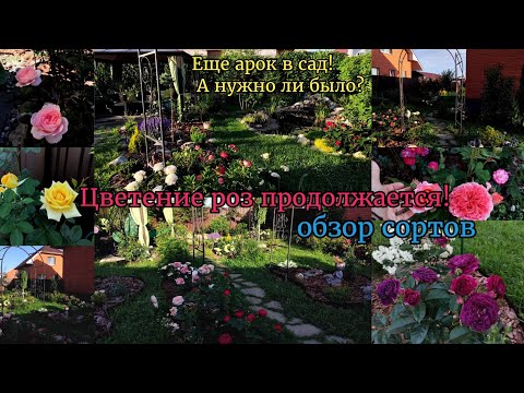 Видео: Розы с сортами. Как арки преобразили сад. Про цветовые сочетания. Цветение роз в Подмосковье.
