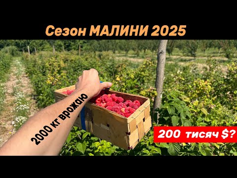 Видео: Сезон малини 2025: нарешті перший успіх?