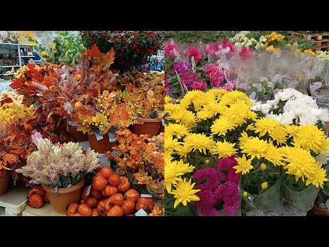 Видео: АШАН🤩ЦВЕТЫ, САДОВЫЕ РАСТЕНИЯ, ОСЕННИЙ ДЕКОР И КРАСИВАЯ ПОСУДА. РОСТОВ