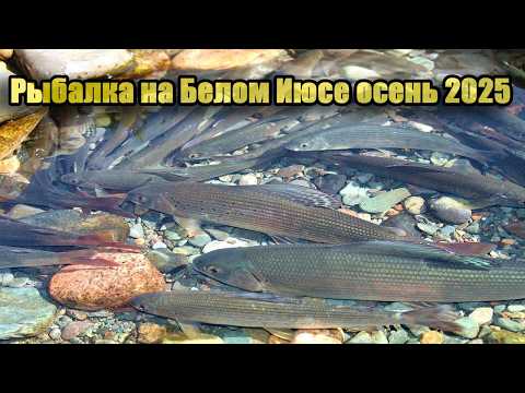 Видео: Осенняя рыбалка на Хариуса на реке Белый Июс 2025 году