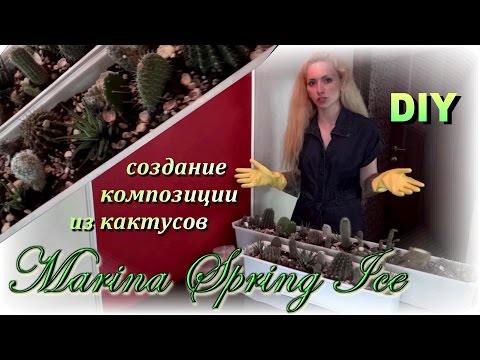 Видео: DIY: Идея создания композиции из кактусов. Мои любимые кактусы.