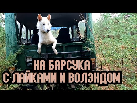 Видео: Охота на барсука с лайками и волэндом Цацей. Ларь отличился