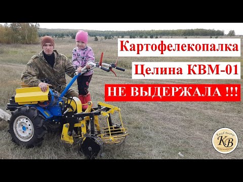 Видео: Уборка картофеля мотоблоком, картофелекопалка Целина квм-01 не выдержала!!!