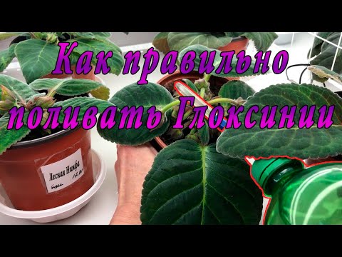 Видео: Как правильно поливать Глоксинии. Часть 1