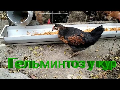 Видео: Гельминтоз у кур.Глисты у кур.