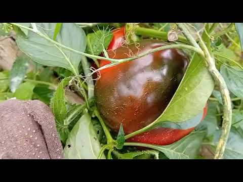 Видео: Уборка теплицы❤️поход в грибы🌞печём пирог🙂жизнь в селе👍