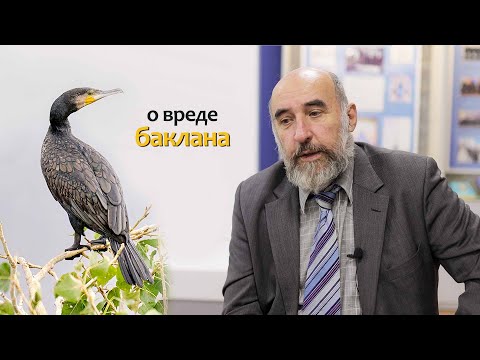 Видео: о вреде Баклана