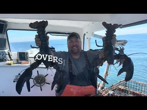 Видео: POV — Ловля гигантских лобстеров!