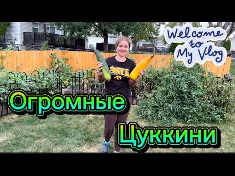 Видео: ОГОРОД #УБОРКА #ГОТОВКА #ПОПУГАИ #life #iowa #usa #vlog #parrot #garden 